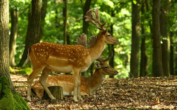 Two deer with antlers in a forest