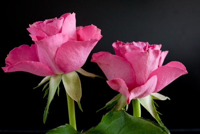 Two pink roses on a black background