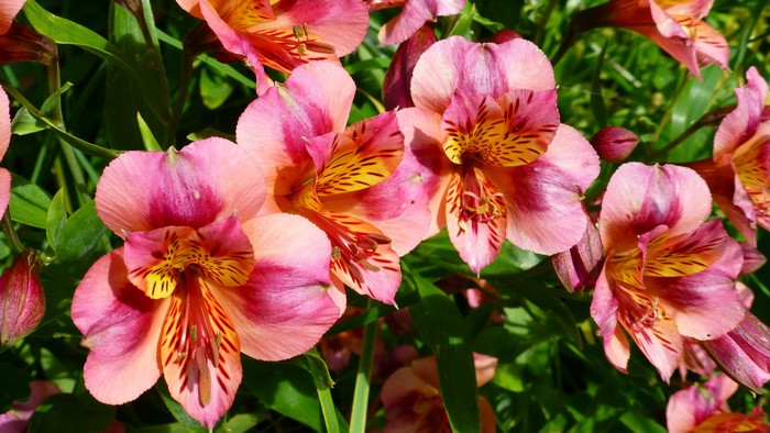Pink and yellow Alstroemeria flowers