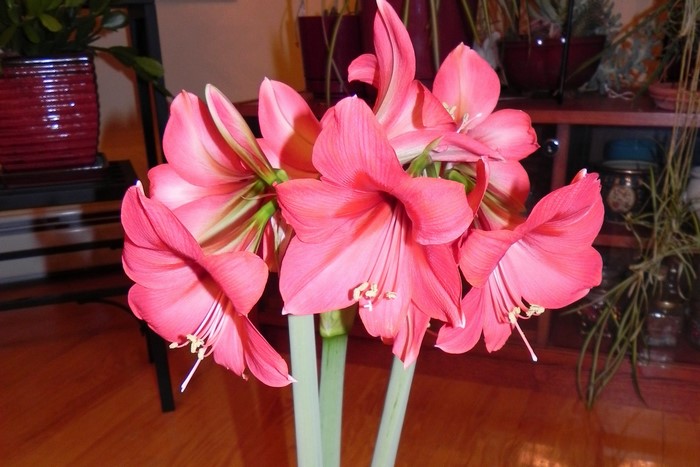 Pink Amaryllis flowers in a vase