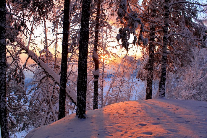 Winter forest with snow and sunset