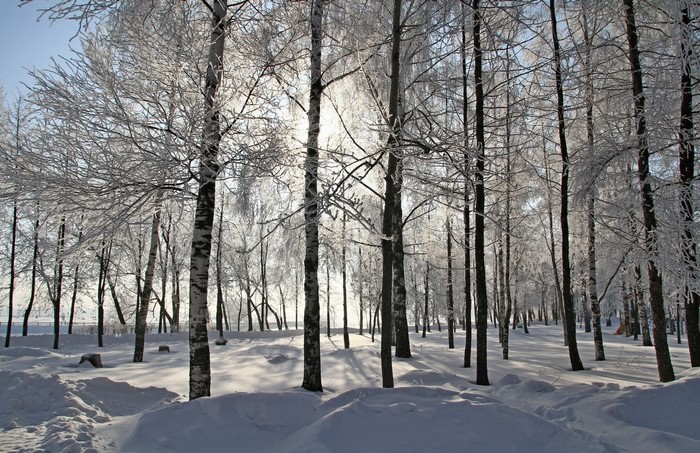 Snow-covered trees in a winter forest with sunlight