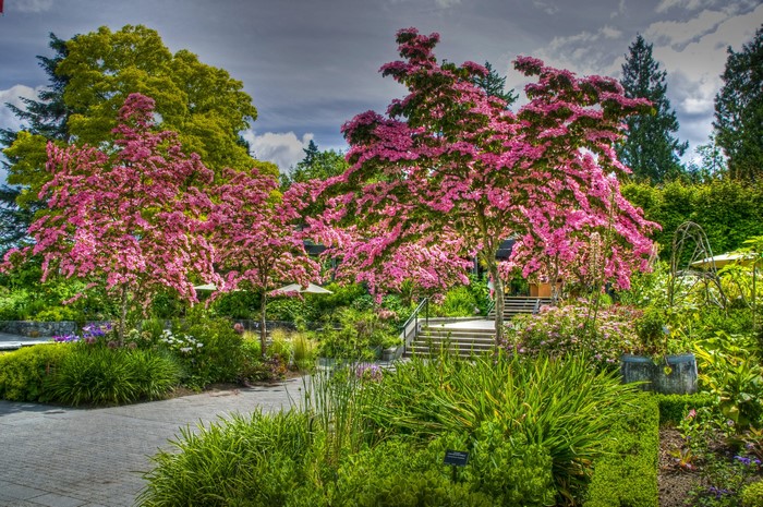 Flowering trees in VanDusen Botanical Gardens, Vancouver