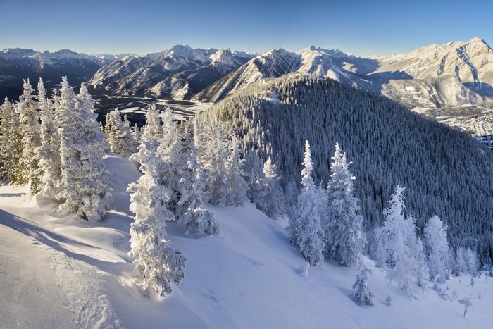 Snow-covered trees in Banff National Park, Canada