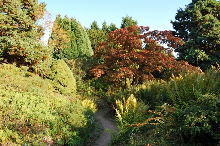 Garden path through trees and ferns in England