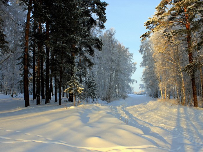 Winter forest road covered in snow