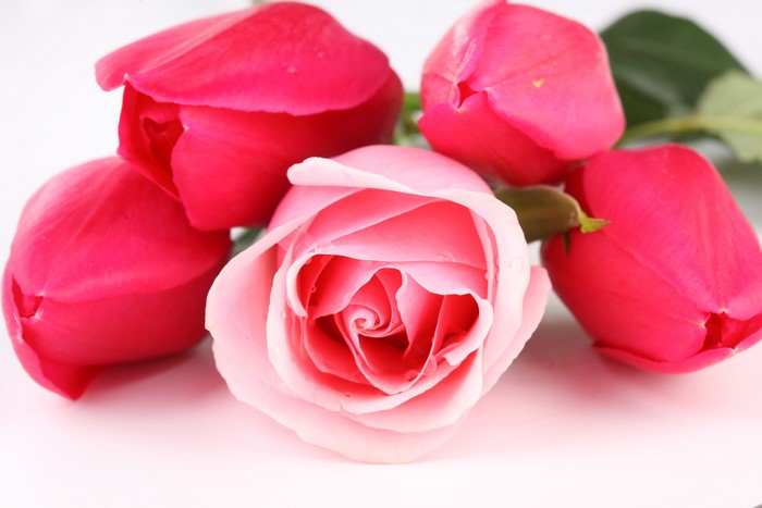 Pink and red roses on a white background