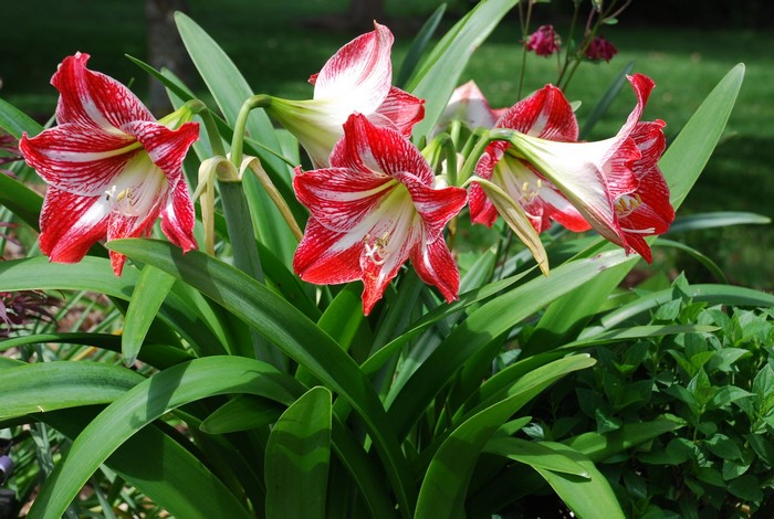 Red and white striped Amaryllis flowers in a garden
