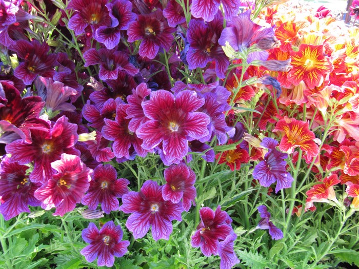Salpiglossis flowers in purple and red