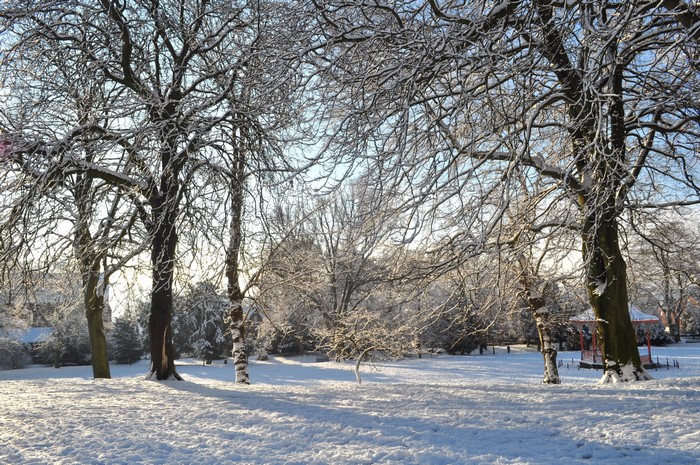 Snow covered trees in a park on a sunny winter day