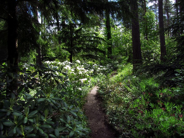 A winding path through a forest with white flowers