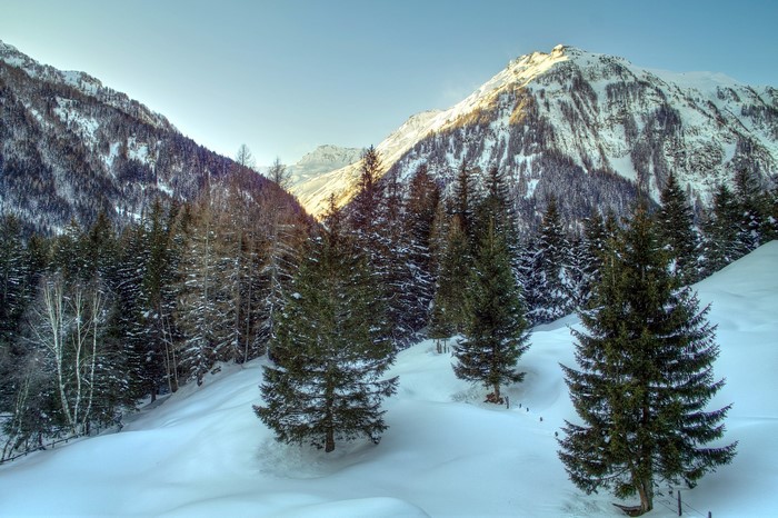 Snowy mountains and spruce trees in the Alps