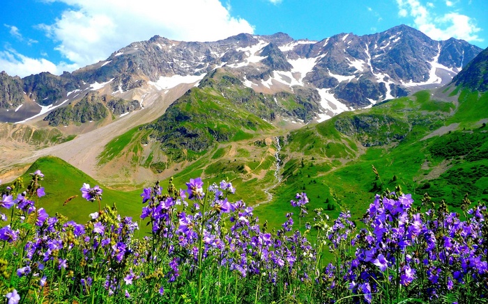 Purple wildflowers in front of snow-capped mountains