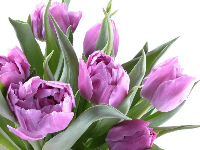 Purple double tulips with green leaves