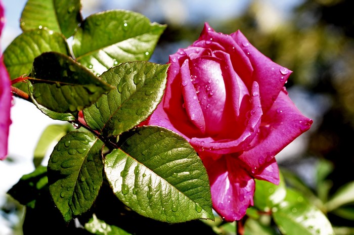 Close-up of a wet pink rose with green leaves