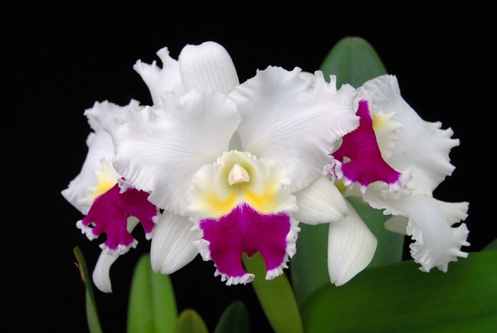 White Cattleya orchid with purple and yellow accents