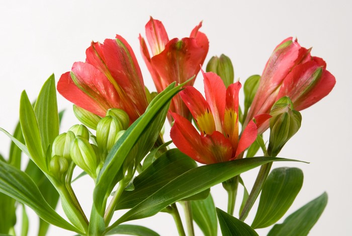 Red Alstroemeria flowers and buds