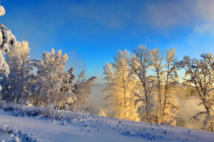 Snow-covered trees under a bright blue sky