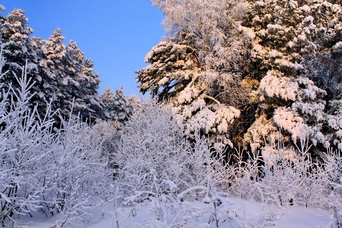 Winter forest with snow-covered branches