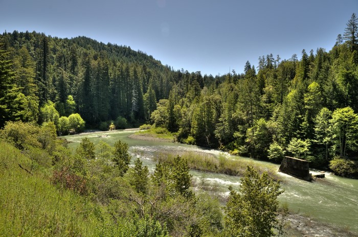 River flowing through a dense forest