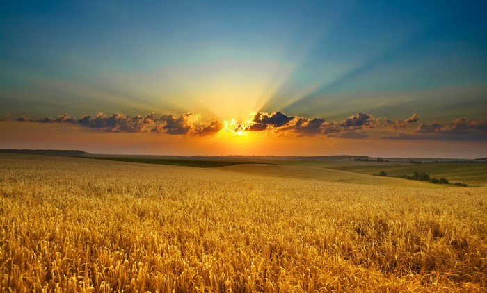 Golden wheat field at sunrise with sun rays