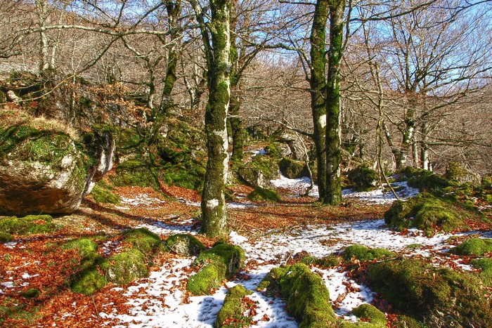 Forest floor with mossy rocks, fallen leaves, and snow