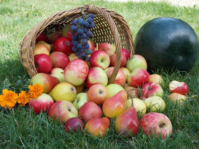 Basket of apples, pears, grapes, and watermelon on grass