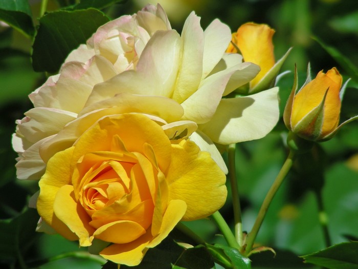 Yellow and cream roses with buds
