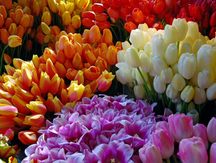 Bunches of Colorful Tulips