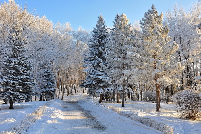 Snowy park path with frosted trees