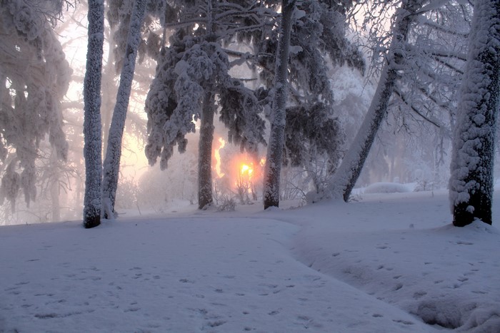 Winter forest with snow and sunrise