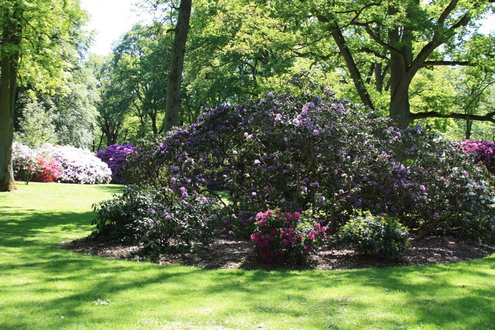 Rhododendronpark Bremen with colorful rhododendrons and trees