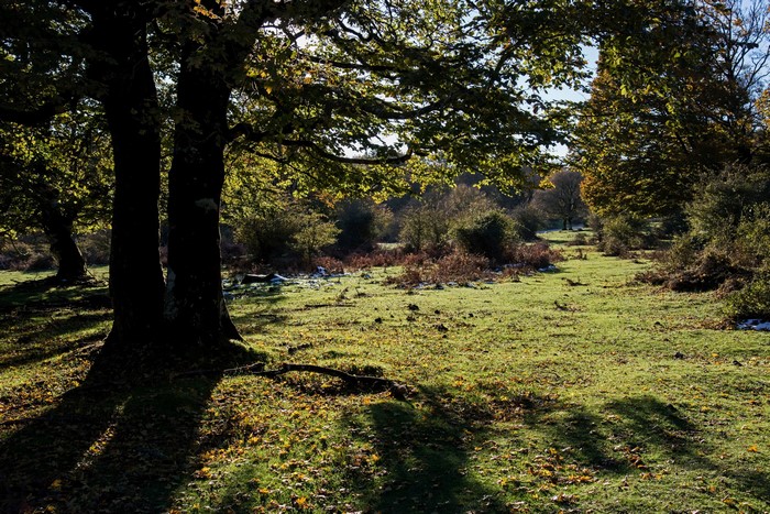 Park with trees and grass in Spain