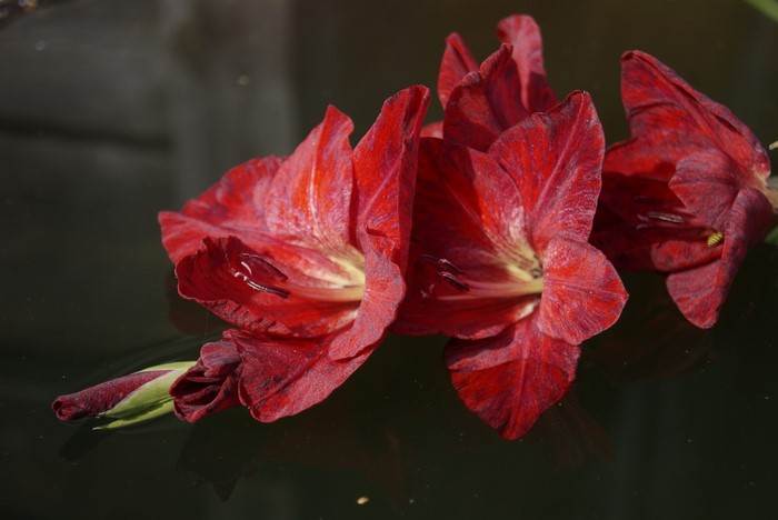Red Gladioluses on a dark reflective surface
