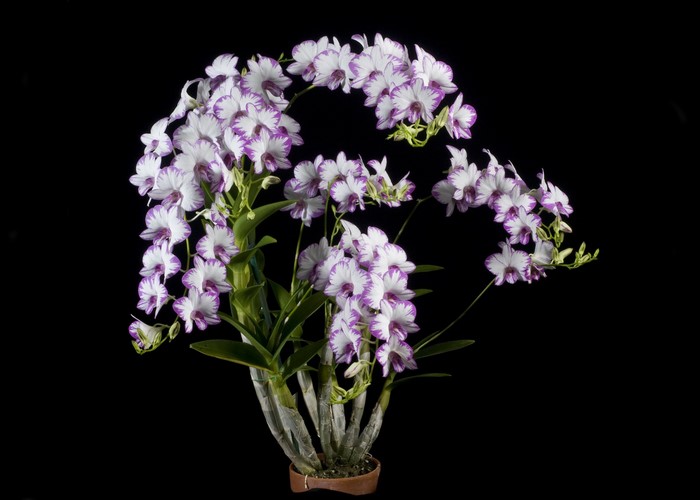 Dendrobium orchid with white and purple flowers