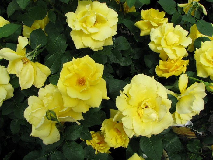 Yellow Roses