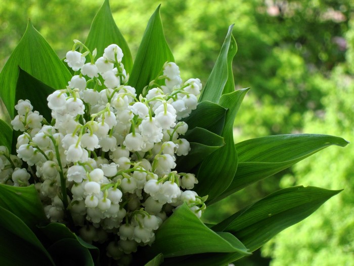 Bouquet of white lilies of the valley with green leaves