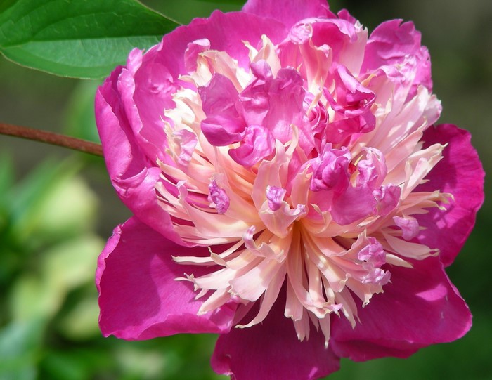 Pink and white peony flower