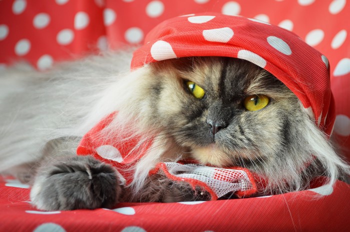 Fluffy cat wearing a red polka dot scarf