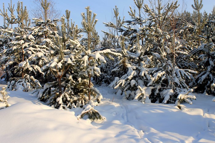 Snow covered pine trees in a forest