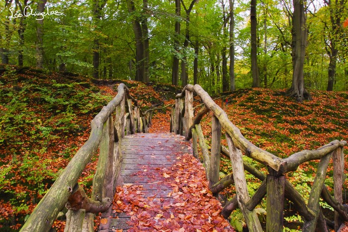 Wooden bridge in an autumn forest with fallen leaves
