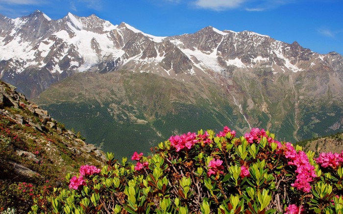 Pink Rhododendrons in front of snow-capped Swiss Alps