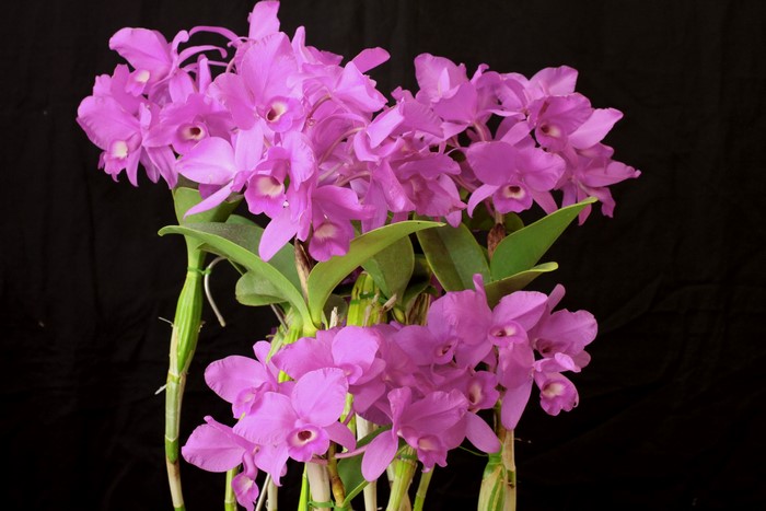 4K Orchid Violet