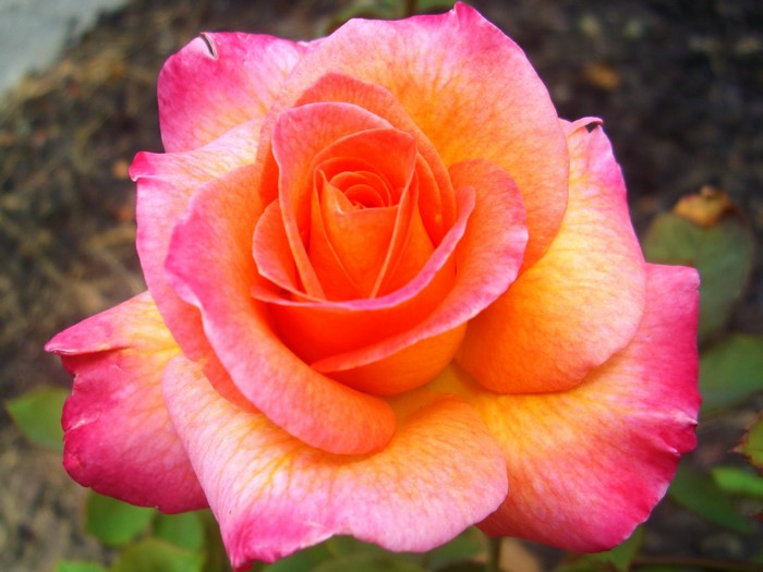 Mardi Gras Rose