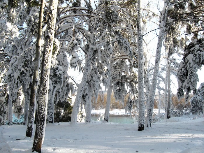 Snow-covered trees by a river in winter