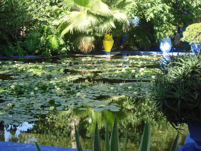 Jardin Majorelle Pond with Water Lilies and Blue Pots
