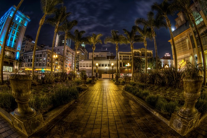 San Diego at Night with Palm Trees and Buildings