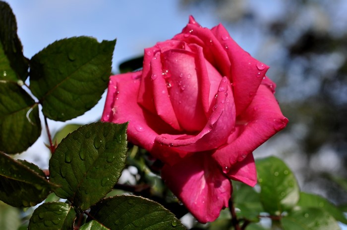 Pink rose with water drops and green leaves