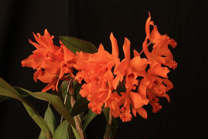 Orange Cattleya Orchid Flowers
