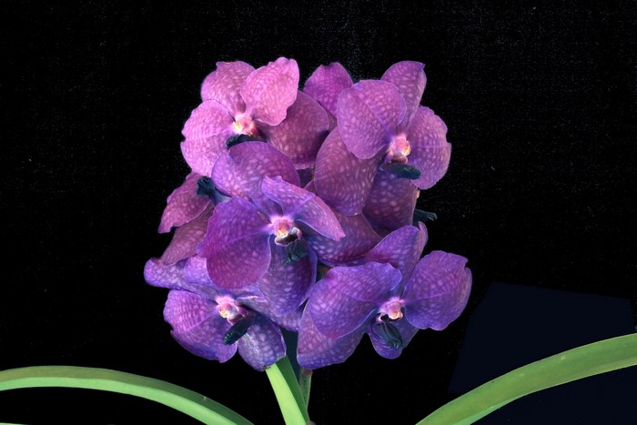 Purple Vanda orchids with green leaves